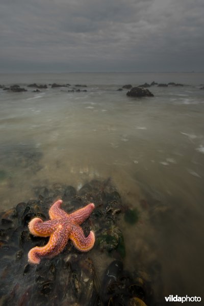 Aangespoelde zeester op het strand