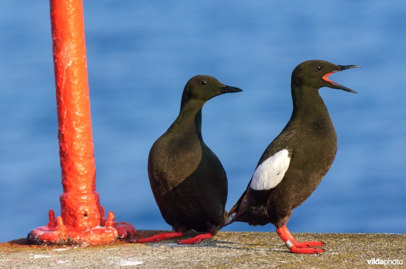 Rustende zwarte zeekoeten naast een rode paal,