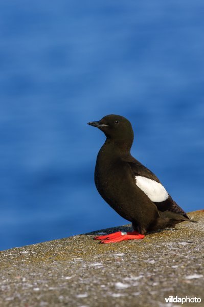 Paartje zwarte zeekoeten zittend op rotsen met kortsmossen,