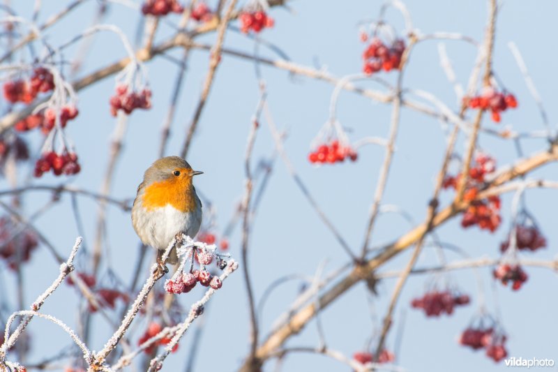 Roodborst op berijpte meidoorn