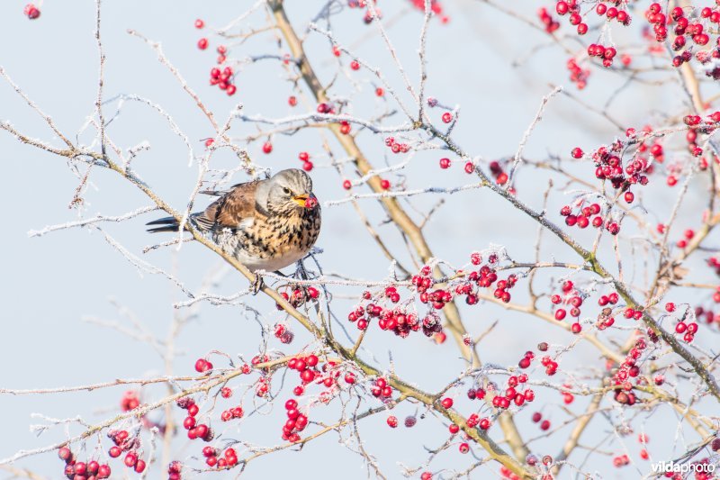 Kramsvogel op meidoorn