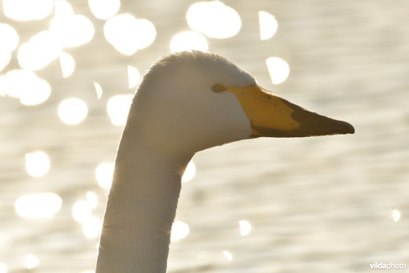 Kop van Wilde zwaan