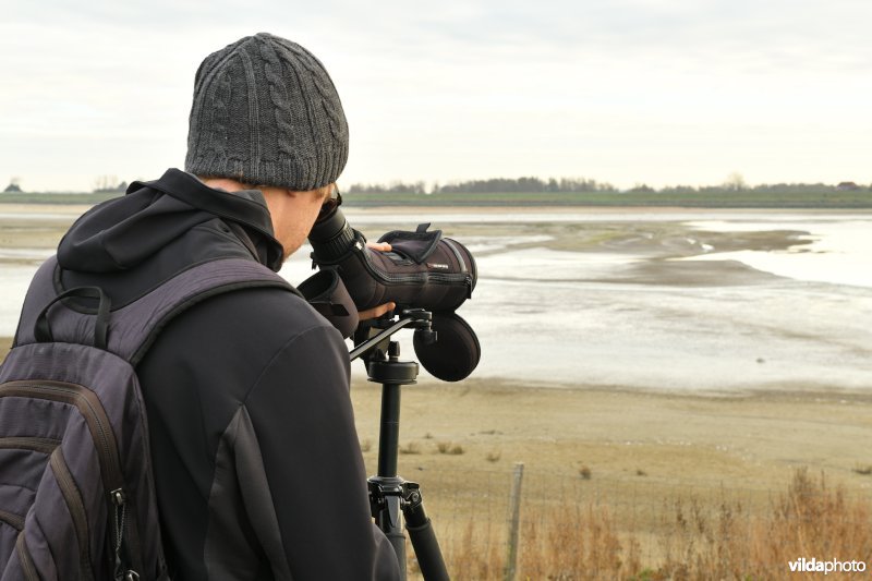 Vogelkijker in het Zwin