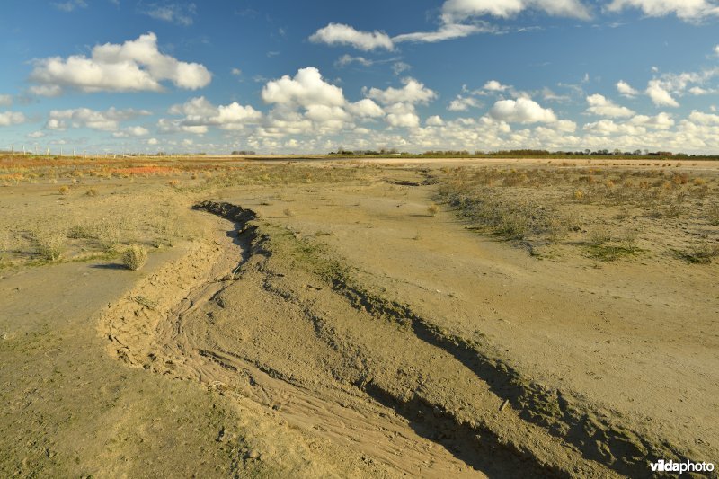 Getijdengeul in het Zwin