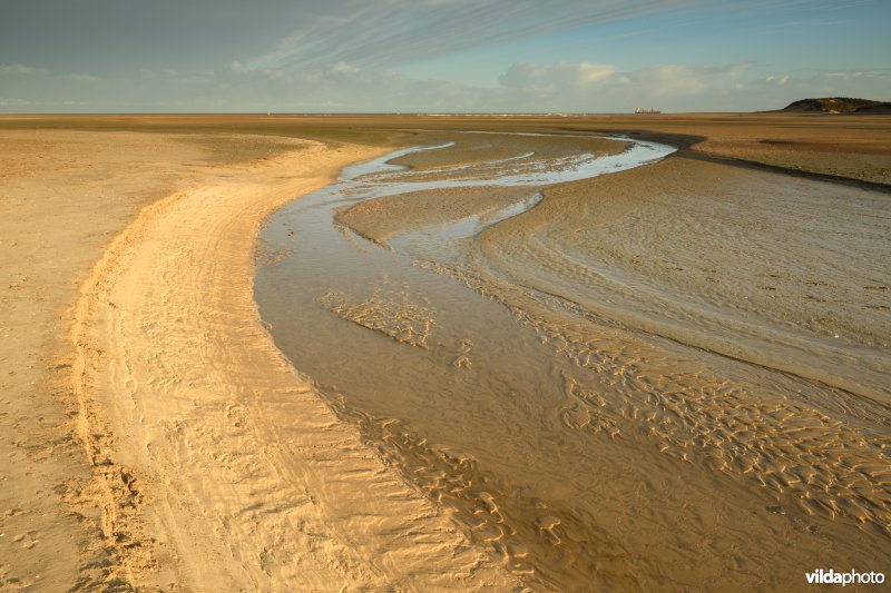 Zwingeul bij laagtij