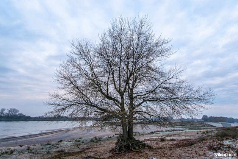 Ratelpopulier aan de oever van de Waal