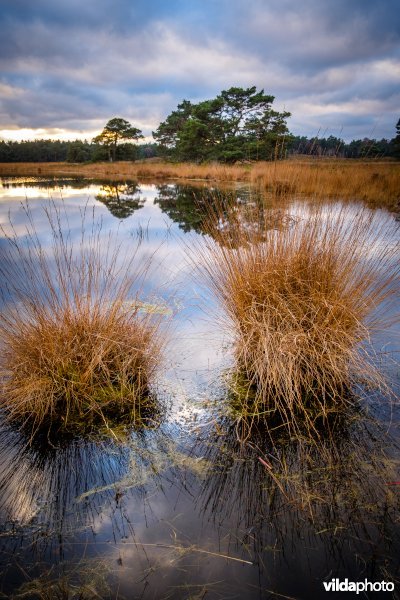 Tongerensche Heide