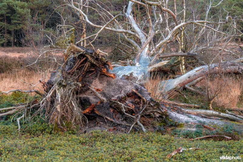 Tongerensche Heide