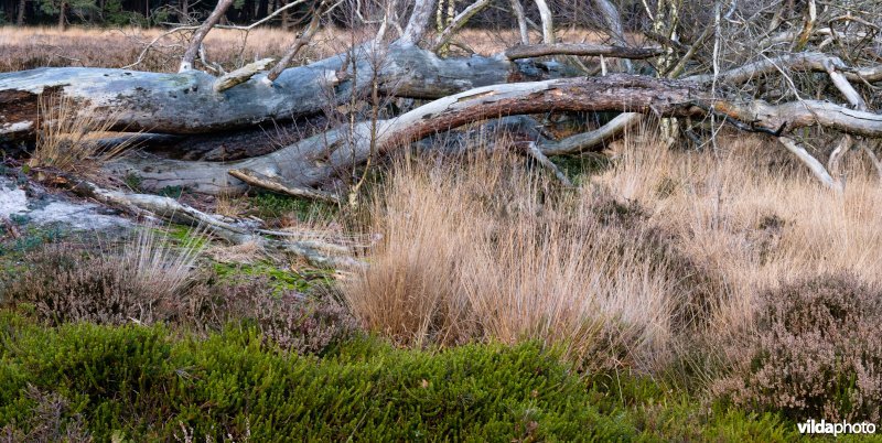 Tongerensche Heide