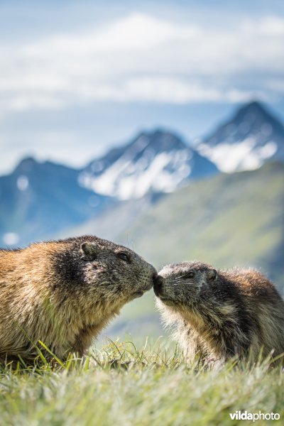 Knuffelende alpenmarmotten