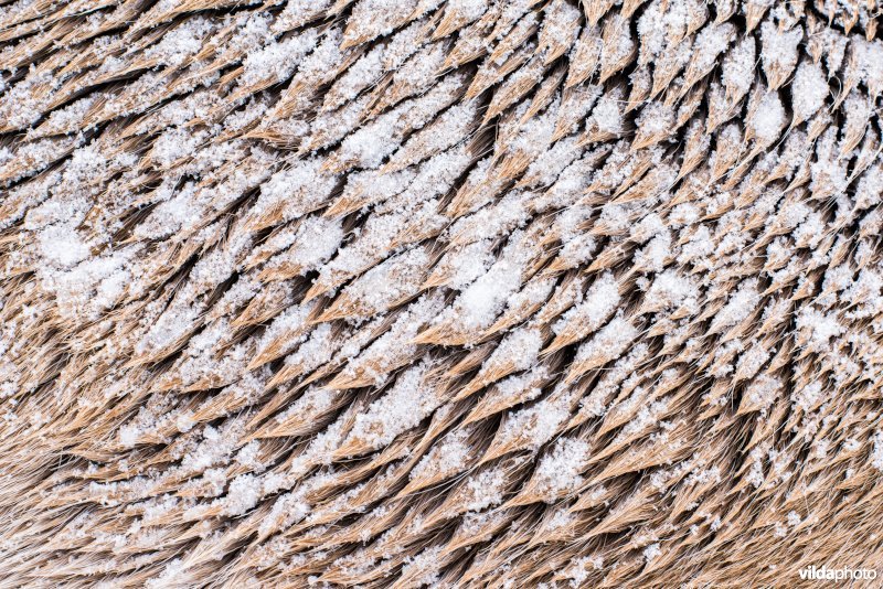 Rendieren, gehouden voor toerisme