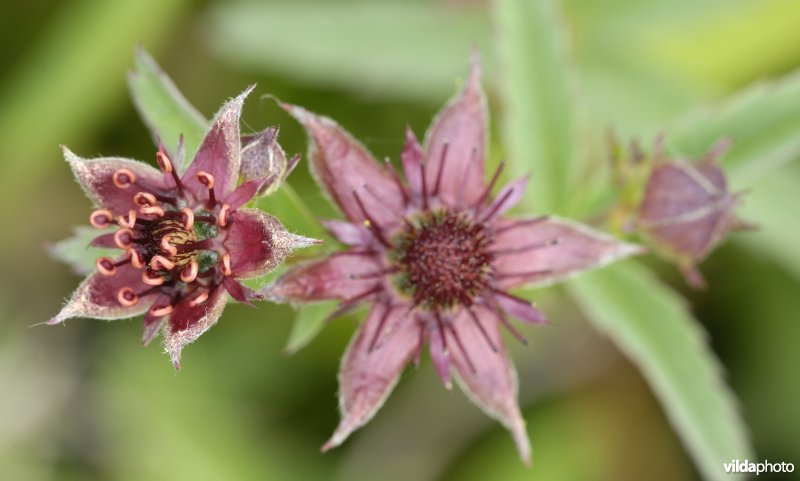 Bloemen van wateraardbei