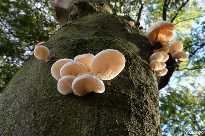 Porseleinzwammen op beuk