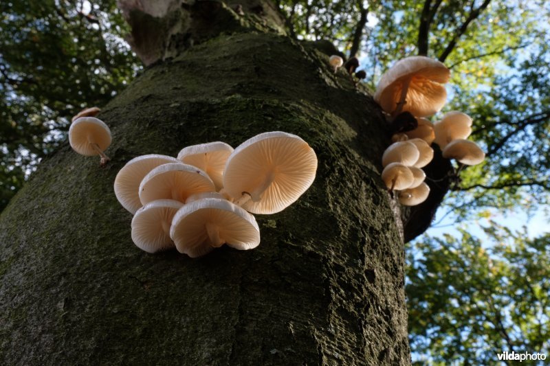 Porseleinzwammen op beuk