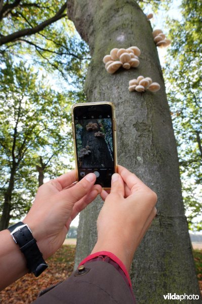 Porseleinzwammen op beuk