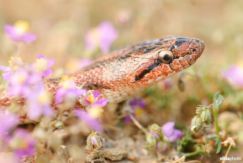 Girondische gladde slang tussen spurrie