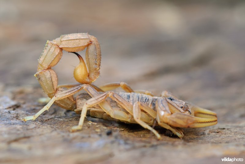 Gele schorpioen