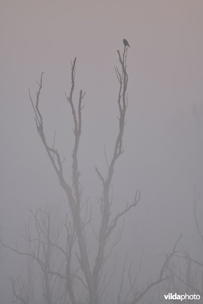 Kraai in de Polders van Kruibeke