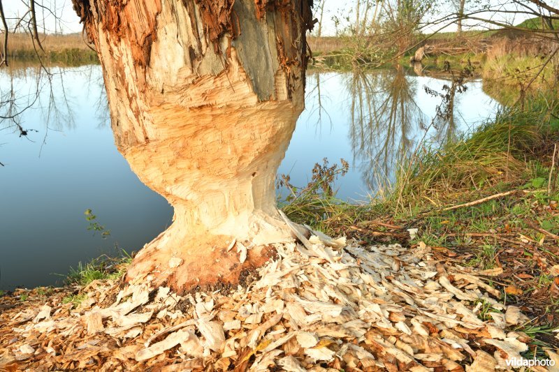 Beversporen in de Kruibeekse polder