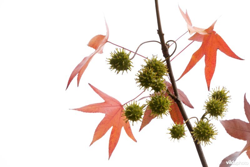 Liquidambar