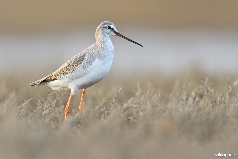 Zwarte ruiter in winterkleed tussen Zeekraal