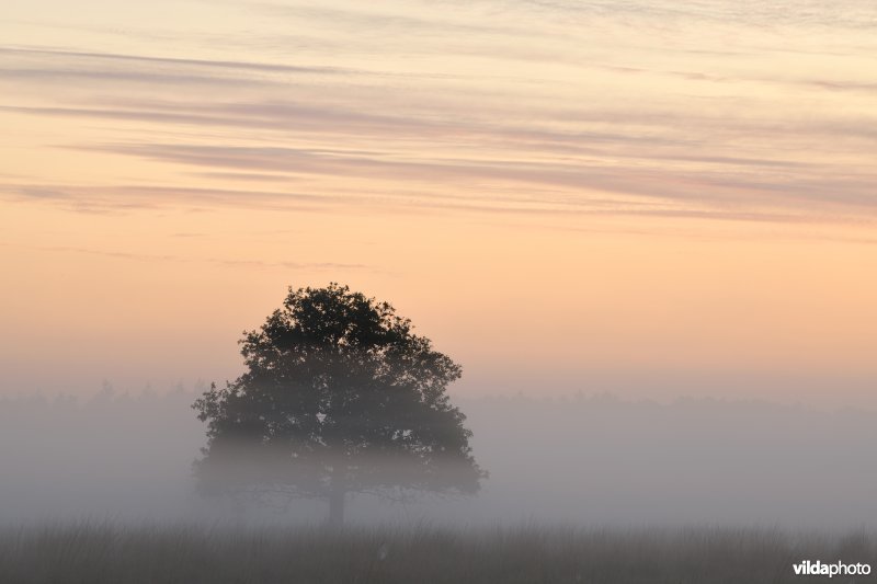 Zomereik in de Kalmthoutse heide