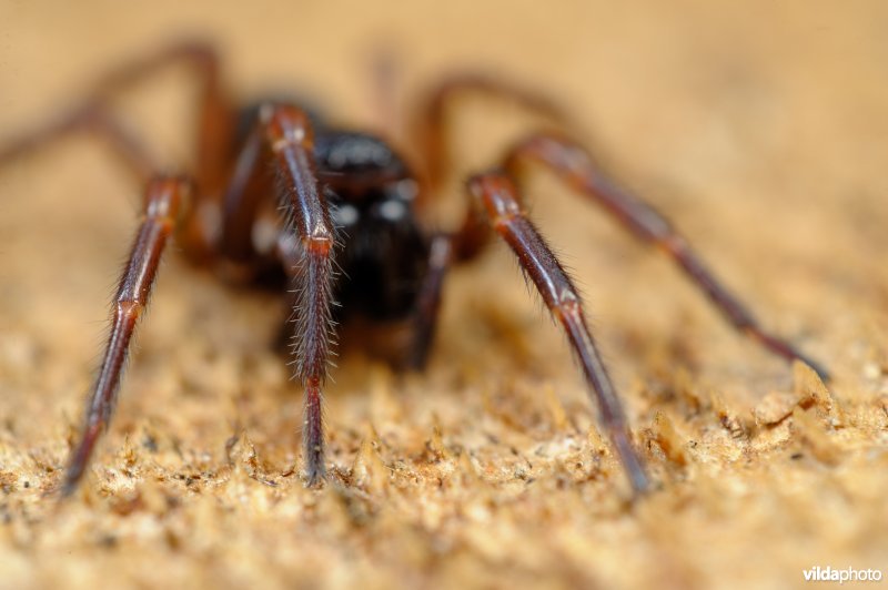 Bostrechterspin (Coelotes terrestris)