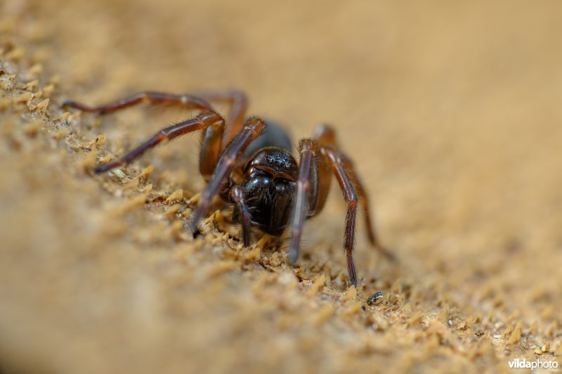 Bostrechterspin (Coelotes terrestris)