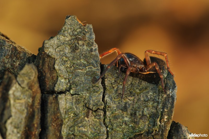 Bostrechterspin (Coelotes terrestris)
