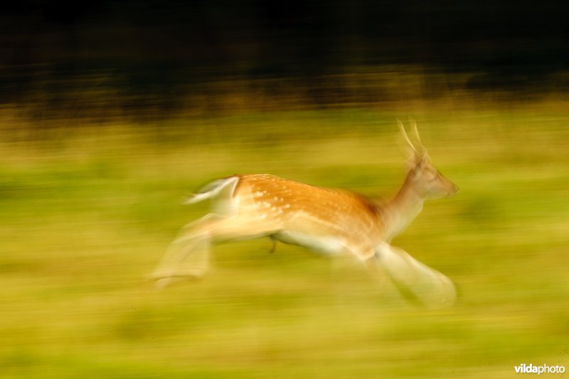 Damhert in gestrekte draf