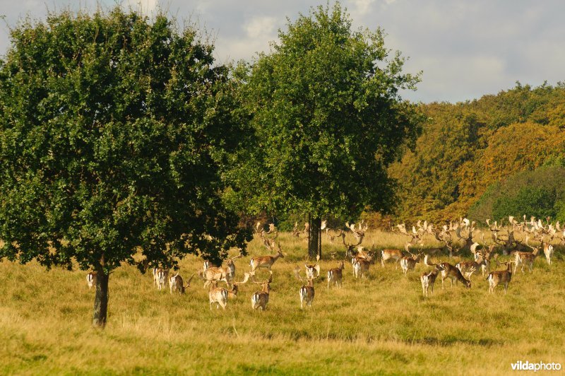 Een grote kudde damherten in Klampenborg, Denemarken