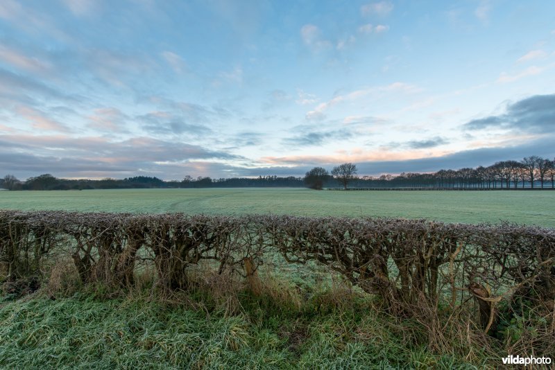 Oud heggenlandschap