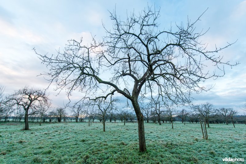 Hoogstamboomgaard