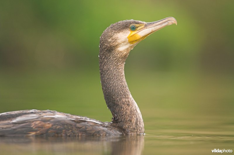 Aalscholver op zoek naar vis