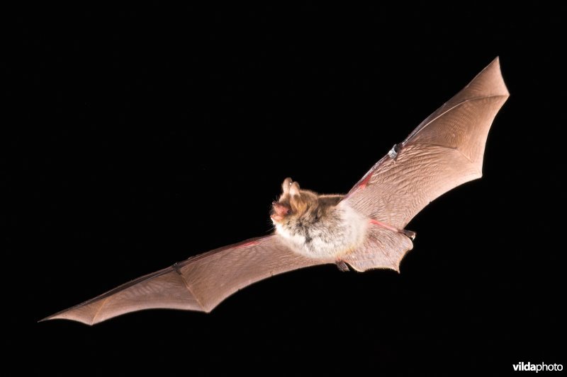 Franjestaart in vlucht