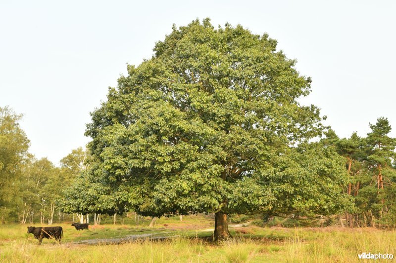 Amerikaanse eik op de Kalmthoutse heide