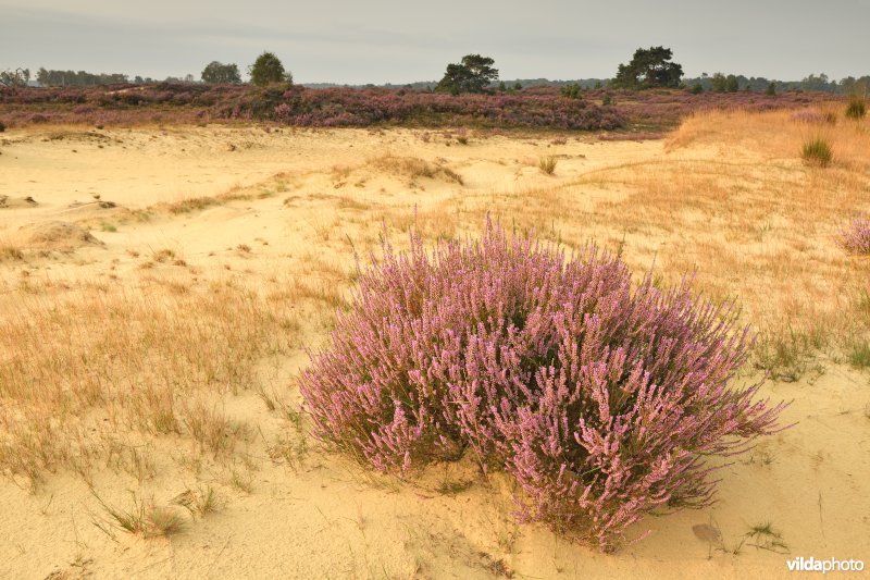 Kalmthoutse heide