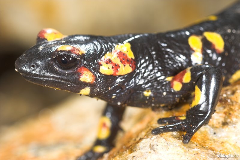 Portugese Vuursalamander