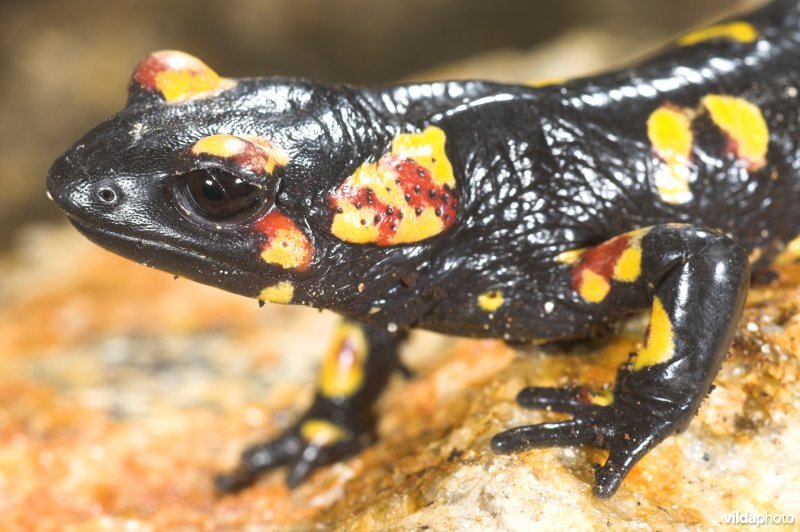 Portugese Vuursalamander