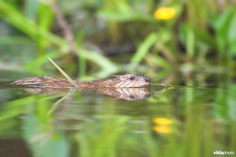 Muskusrat