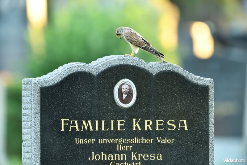 Torenvalk op begraafplaats