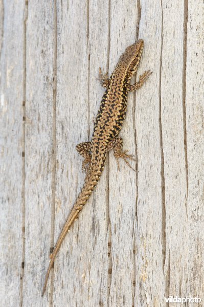 Muurhagedis (Podarcis muralis)