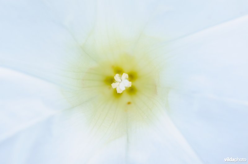 Detail van een bloem van haagwinde