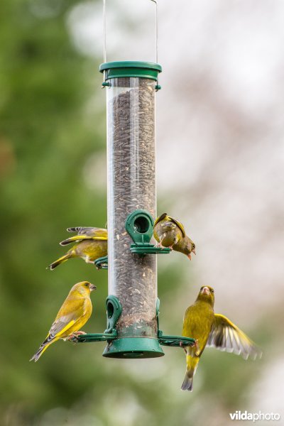 Groenling op feeder in de tuin