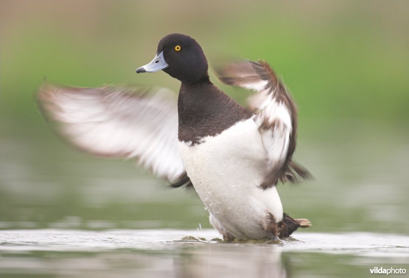 Kuifeend slaat met z'n vleugels