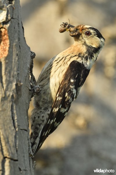 Vrouwtje Kleine bonte specht