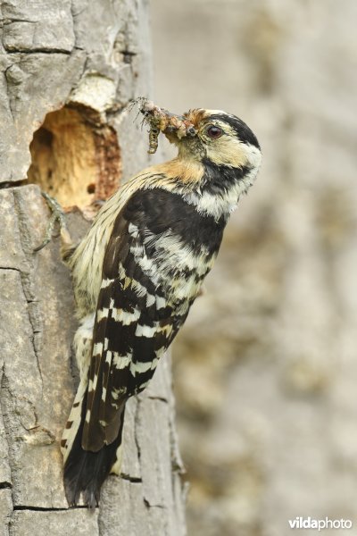 Vrouwtje Kleine bonte specht met voedsel