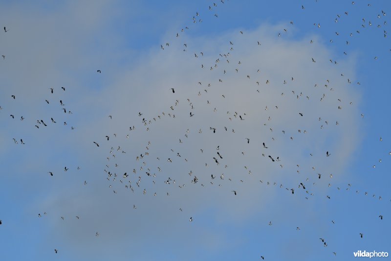 Kieviten en Goudplevieren