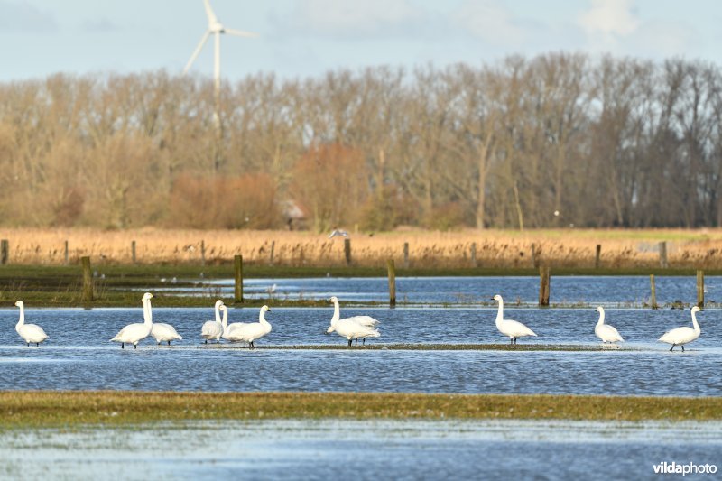 Kleine zwanen in Noordschote