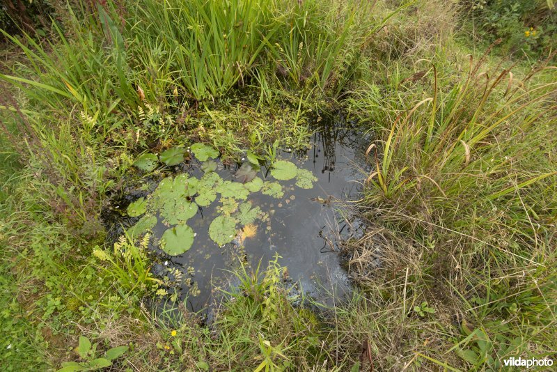 Natuurvriendelijke tuin met klein vijvertje